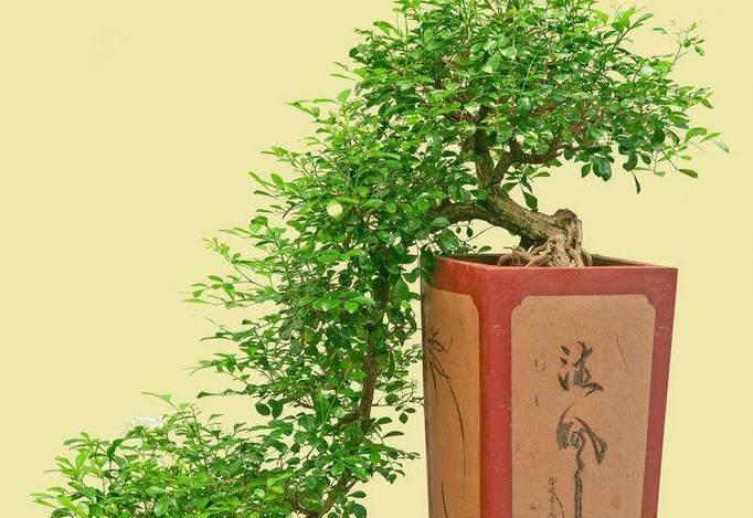 九里香的寓意与象征风水之奥秘（九里香的寓意与象征风水——为生活带来好运）