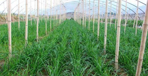韭菜的风水寓意与种植位置（探索韭菜的瑞气之道）