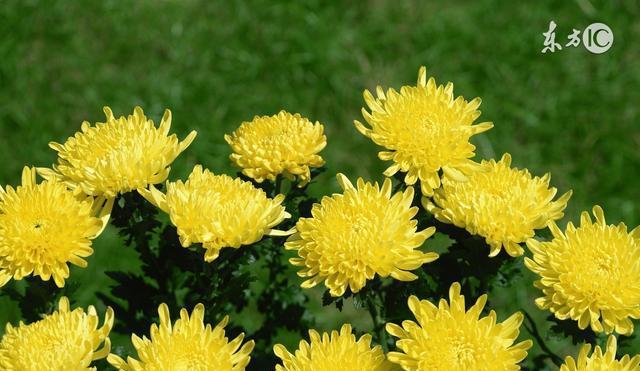 菊花的花语与寓意（探寻菊花在文化和情感中的特殊地位）