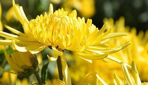 菊花的花语与寓意（探寻菊花在文化和情感中的特殊地位）