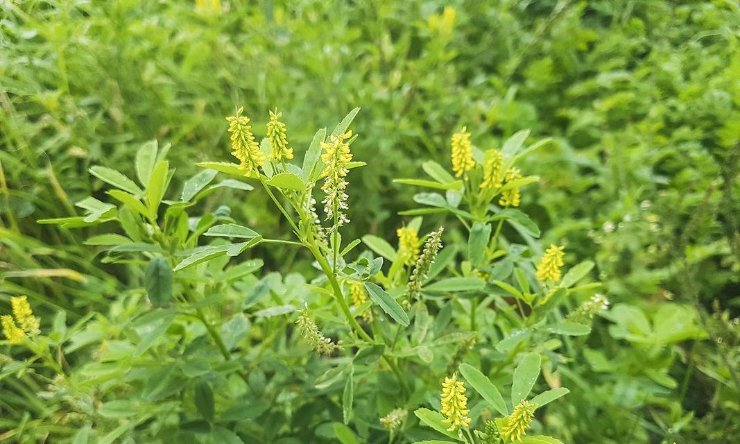 甜叶草的功效及用途（了解甜叶草的医学价值和营养价值）