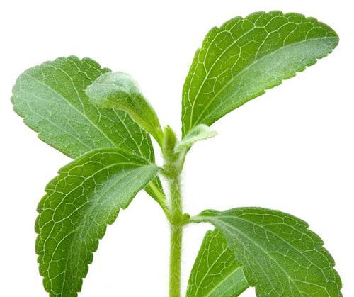 甜叶草的功效及用途（了解甜叶草的医学价值和营养价值）