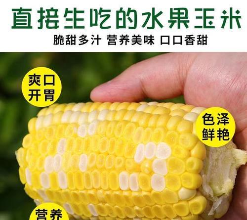 甜玉米生吃有哪些好处（了解甜玉米生吃的正确方法）