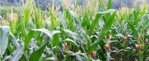 甜玉米的种植与收获（了解甜玉米的生长周期与收获时机）