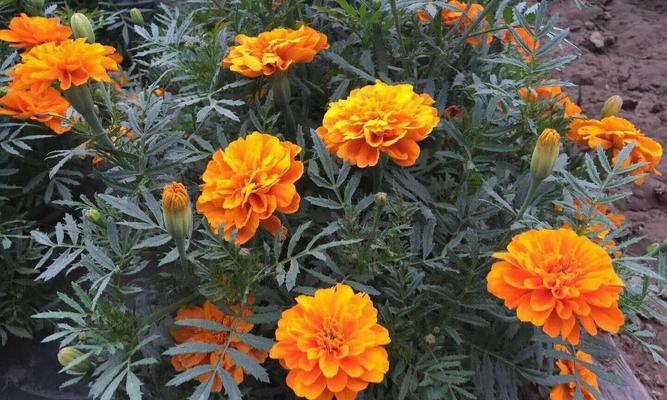 孔雀草的花语与寓意（探秘孔雀草的美丽之谜）