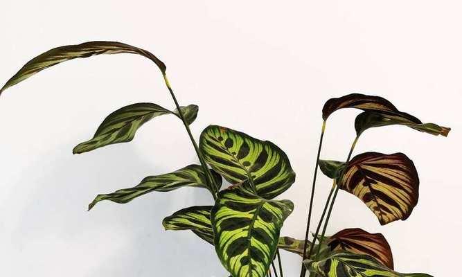 孔雀竹芋开花的好兆头与寓意（孔雀竹芋开花）