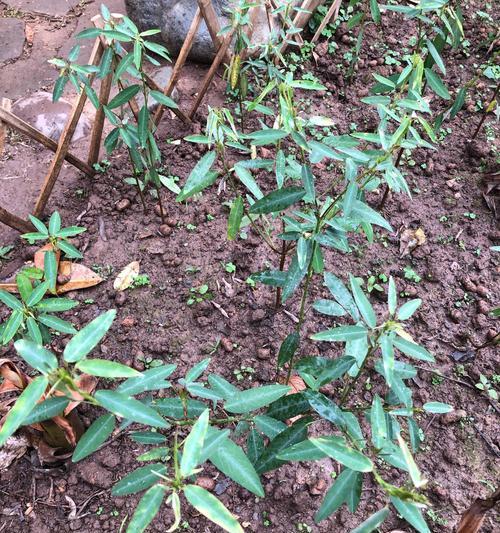 跳舞草的美妙世界（探秘跳舞草的样子和特点）