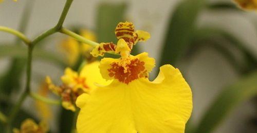 跳舞兰的花语与寓意（揭示花朵中的自由灵魂）