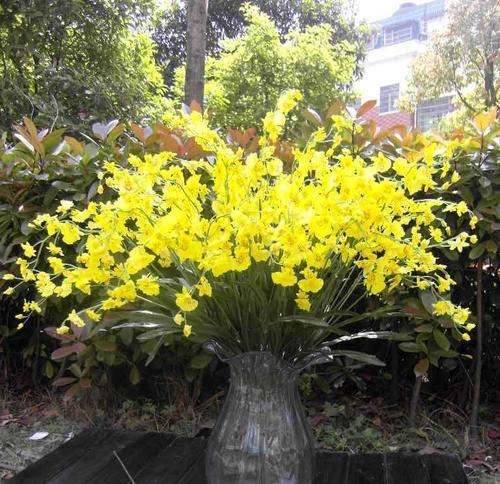 跳舞兰的花期与开花频率（了解跳舞兰的开花规律）