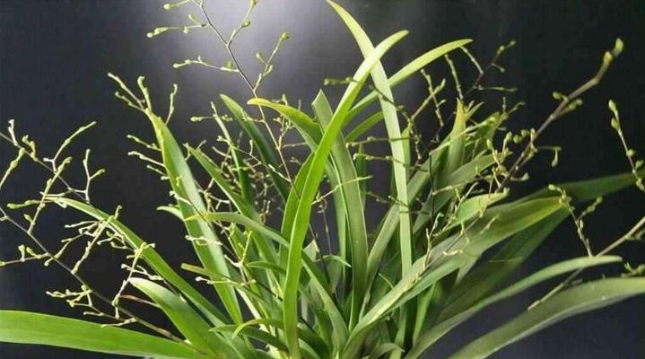 跳舞兰的水养方法（掌握这些诀窍）