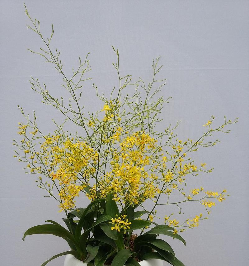 跳舞兰怎么醒花（鲜花醒花方法）
