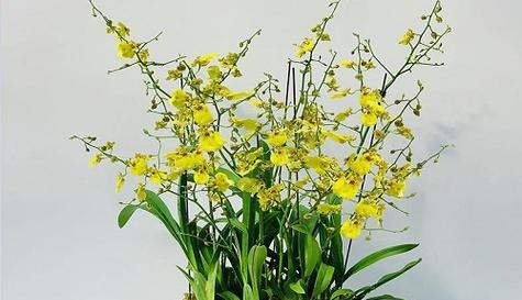 跳舞兰怎么醒花（鲜花醒花方法）