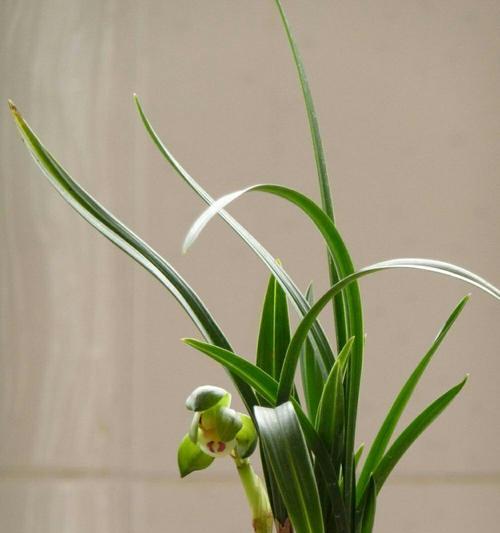 兰花草的象征意义与寓意（美丽与纯洁的代表——兰花草）