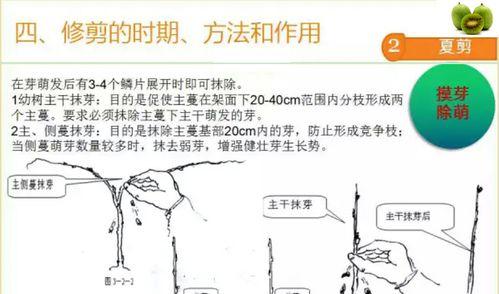 如何正确修剪贴梗海棠（学会这些技巧）