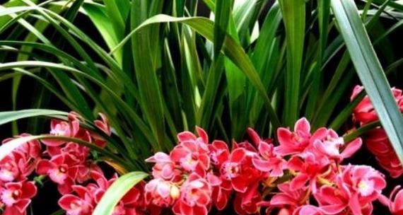 兰花花语与寓意（美丽如兰）