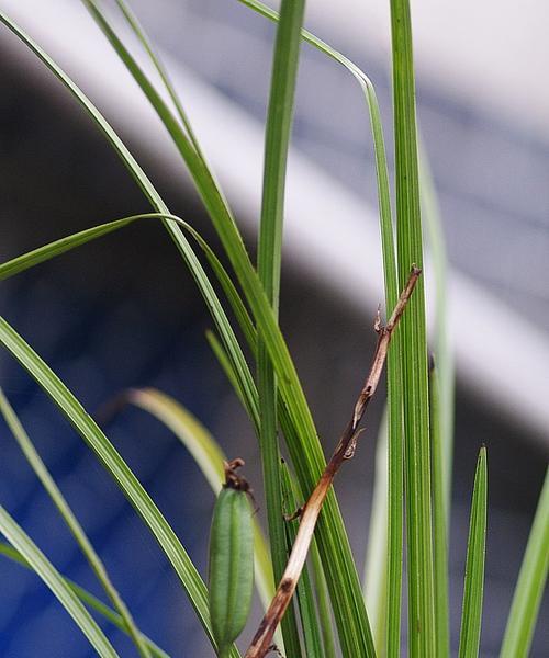 探究兰科植物的主要特征（兰科植物的形态）