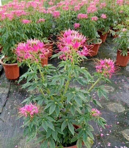 以蓝桉的花语与开花特点（以蓝桉的花语意味深长）