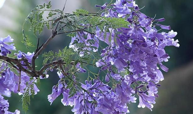 蓝花楹的花语与寓意（传递美丽与希望的蓝色之花）