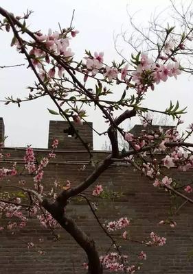 铁粉适合养什么花（花样选择）