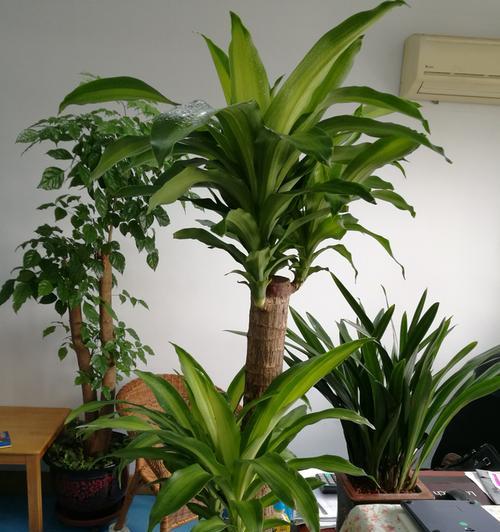 铁粉适合养什么花（花样选择）