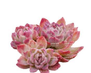 铁粉适合养什么花（花样选择）