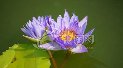以蓝莲花代表什么人（探索蓝莲花象征的人格特质与品质）