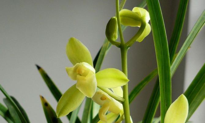 铁骨素兰花的开花特点（一年多少次开花）