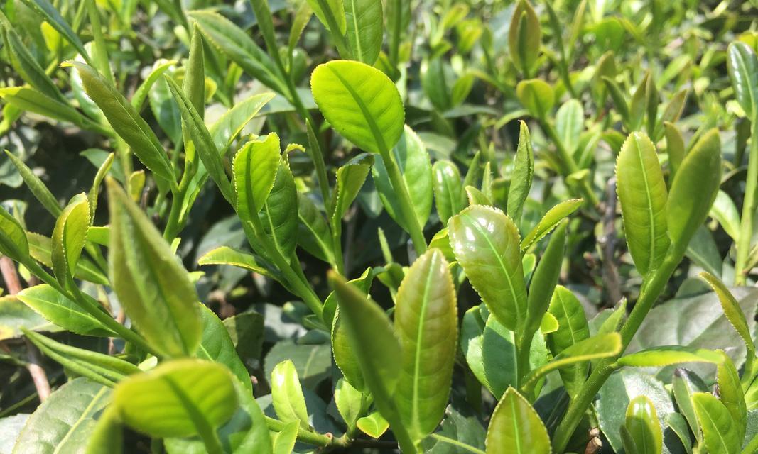 寻找最好的铁观音（探寻铁观音产地的奥秘）