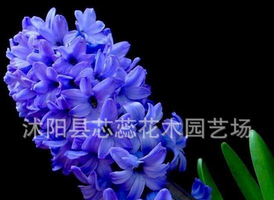 蓝色风信子花语与代表意义（探秘蓝色风信子的神秘花语及寓意）