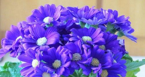 蓝色菊花的花语和寓意（探秘蓝色菊花的美丽与象征）