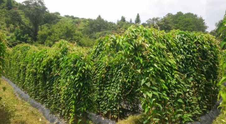 铁棍山药种植指南（掌握这些时间点）