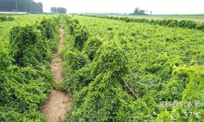 铁棍山药种植指南（掌握这些时间点）