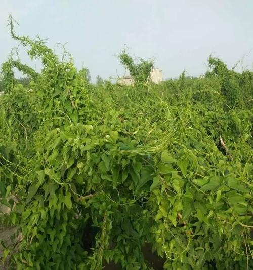 铁棍山药产地分析（探究铁棍山药的优质产地）