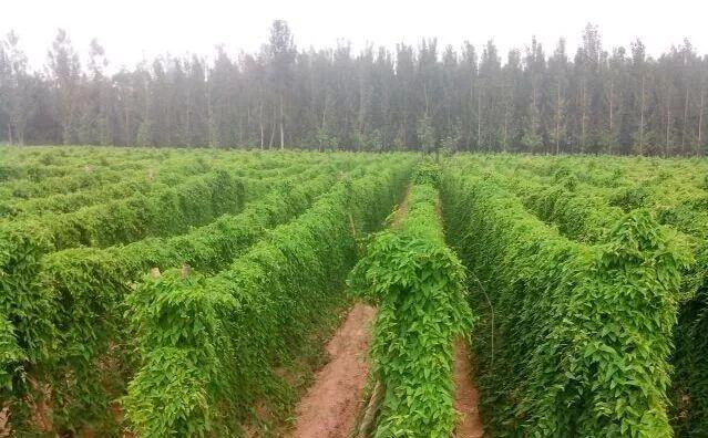铁棍山药上市成熟期是哪个月（掌握铁棍山药的成熟周期）