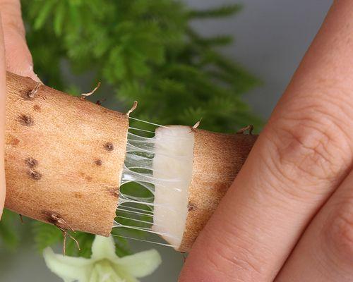 铁棍山药（营养价值）