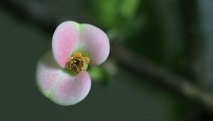 铁海棠花语与象征意义（揭示铁海棠的浪漫和神秘）