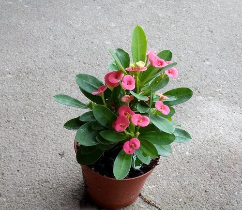 铁海棠花的室内养护指南
