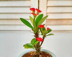 铁海棠花的剪枝方法和时间（学会铁海棠花的修剪技巧）