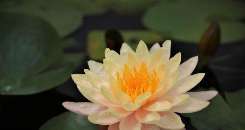 莲花（揭秘莲花代表的生肖和其寓意）