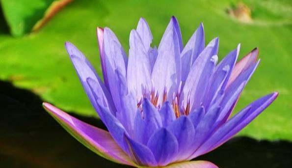 莲花（揭秘莲花代表的生肖和其寓意）