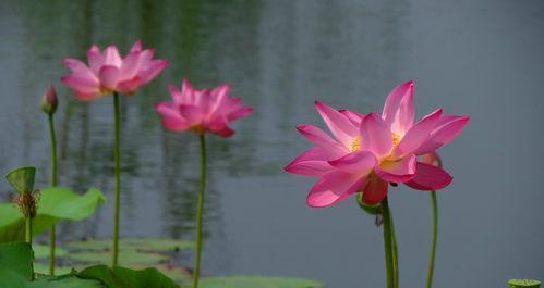 莲花（揭开莲花的奥秘）