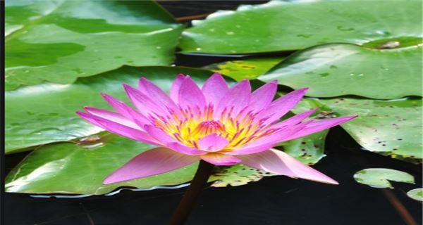 莲花（揭开莲花的奥秘）