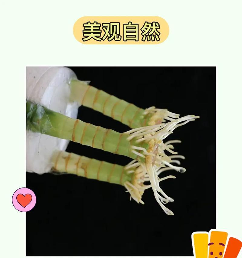 以莲花竹为主题的风水寓意与象征（竹之祥瑞）