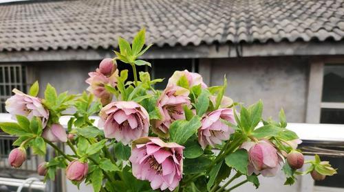 铁筷子的养殖方法及注意事项（从选材到保养）