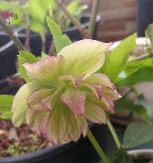 铁筷子花的花期及观赏技巧（探究铁筷子花的开花时间及如何欣赏）