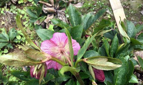 铁筷子的花期（探究铁筷子开花的时间和频率）