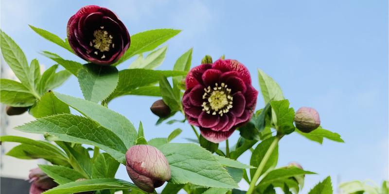 铁筷子的花期（探究铁筷子开花的时间和频率）