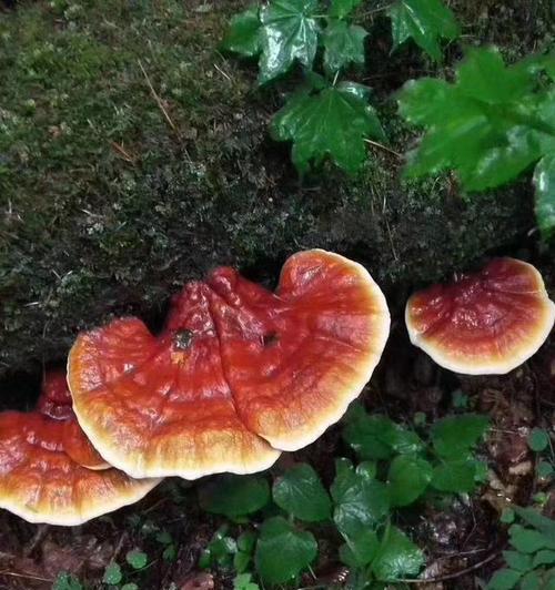 灵芝的象征意义与功效（探索灵芝背后的神秘力量）
