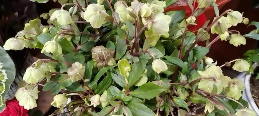 铁筷子有毒吗（铁筷子花的优缺点）