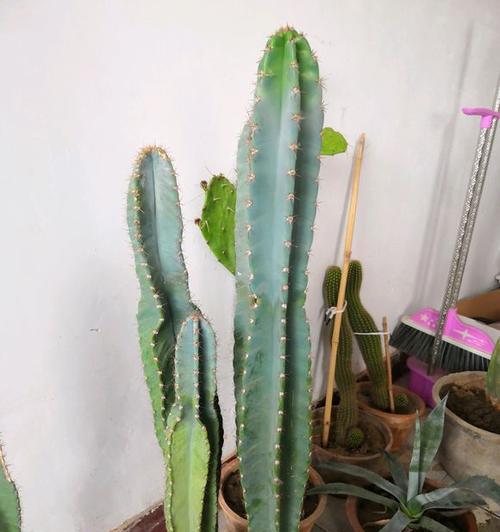 铁兰花在冬天如何存活（冬天养护铁兰花的小贴士）